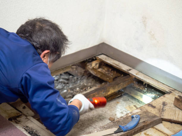 Best Mold Cleaning Services  in Courtland, VA