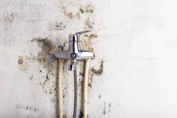 Best Mold Removal Company Near Me  in Courtland, VA