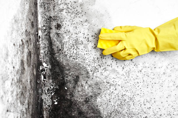 Best Mold Removal Process  in Courtland, VA