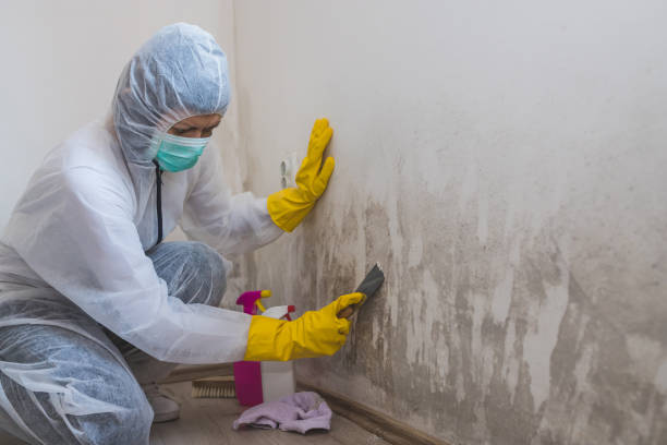 Best Local Mold Removal Service  in Courtland, VA