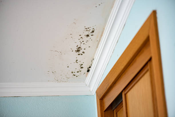 Mold Removal Process in Courtland, VA