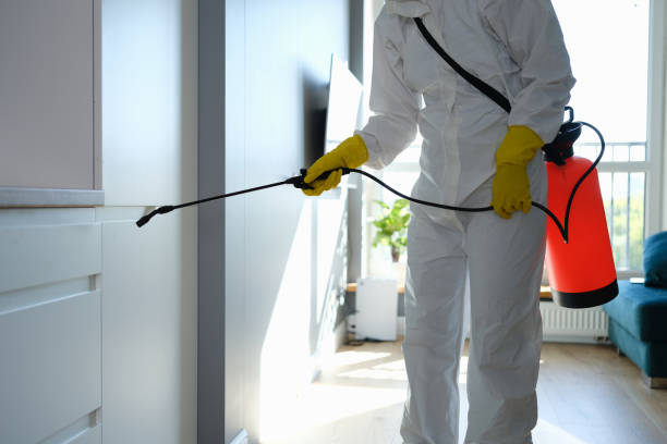 Best Black Mold Removal  in Courtland, VA