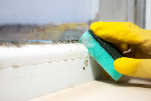 Reliable Courtland, VA Mold Removal Solutions