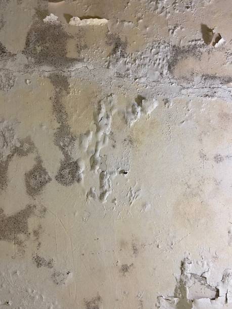 Best Emergency Mold Removal  in Courtland, VA