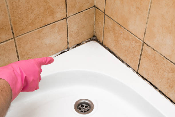 Best Attic Mold Removal  in Courtland, VA